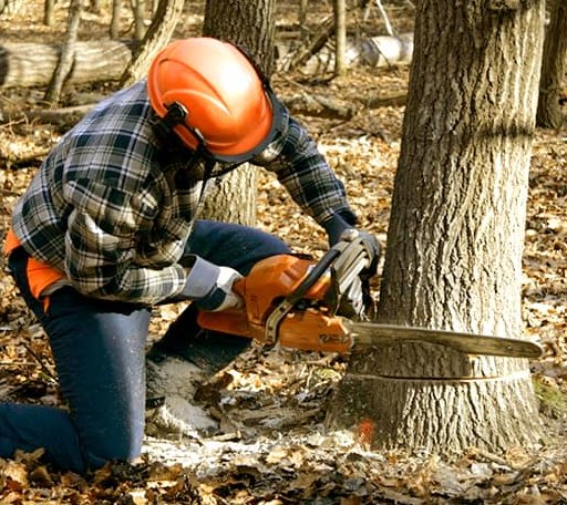 Tree Removal in Sumerduck, VA
